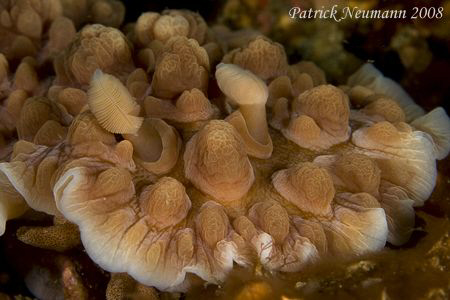 After these other critters its time for a Nudi again, eh?... by Patrick Neumann 