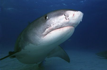 Tiger shark... was not pleased with me moving ! Nikon d10... by Eric Orchin 