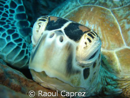 A turtle is resting in a huge sponge. by Raoul Caprez 