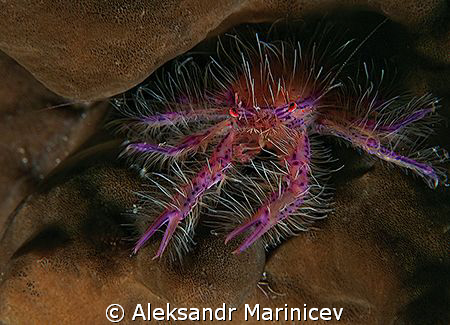 Spider crab. Bunaken Marine Park by Aleksandr Marinicev 