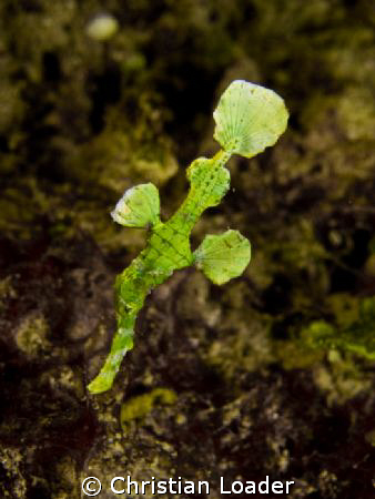 Halimeda Ghost Pipefish  - very exciting to find this in ... by Christian Loader 