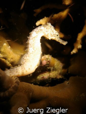 White Seahorse during night dive at Lighthouse, Malapascua by Juerg Ziegler 