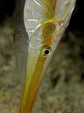 Need to Shave? Razor Fish taken in perhentian Island Mala... by Paul Ng 