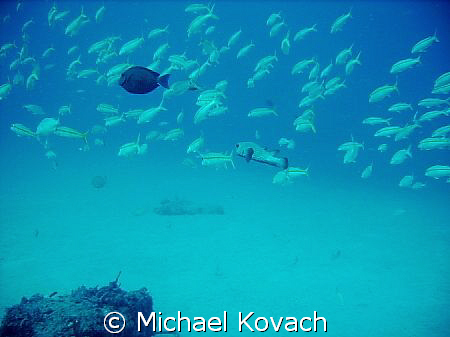 Reef at Lauderdale by the Sea by Michael Kovach 