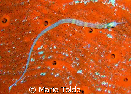 pipefish on a red sponge's bed by Mario Toldo 