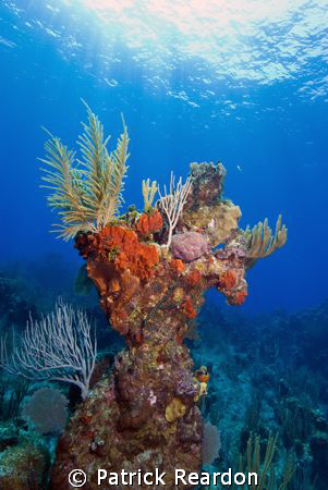 Beautiful diving on Grand Cayman. by Patrick Reardon 