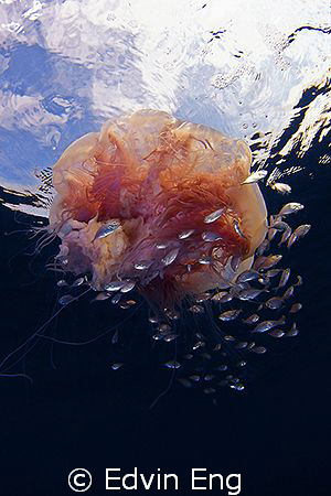 Jelly In The Sky! by Edvin Eng 