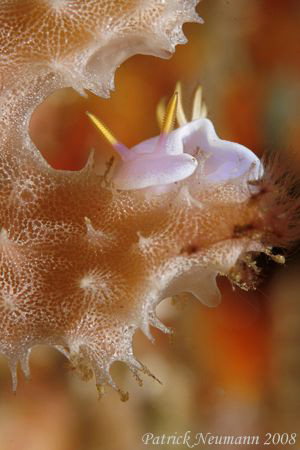 eating the bed :-)))
Nudi from Anilao...where else...tak... by Patrick Neumann 
