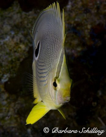 Butterflyfish on the slim side! by Barbara Schilling 