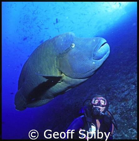 Napoleon wrasse at Fish Head in Ari Atoll, Maldives by Geoff Spiby 