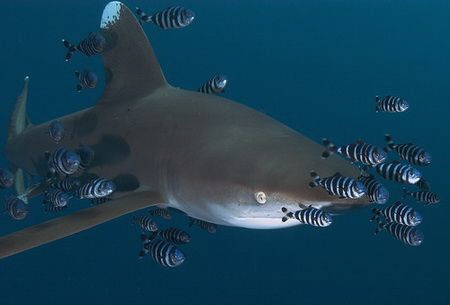 Oceanic shark with pilot fish D100 12-24mm by Eric Orchin 