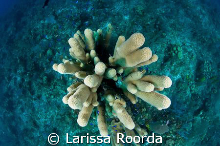 Pillar Coral (view looking down with my fish-eye lense).   by Larissa Roorda 