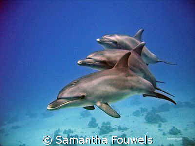 4 Dolphins (3 adults and 1 baby behind, count the tails...) by Samantha Fouwels 