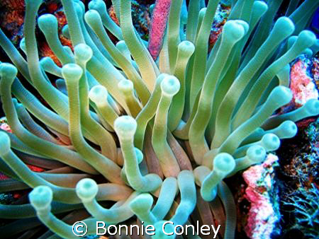 Sea Anemone seen July 2008 in Grand Cayman.  Photo taken ... by Bonnie Conley 