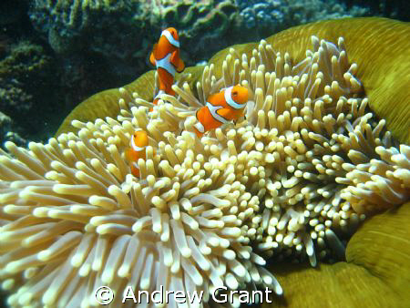 Clown Fish family that I came across on the Great Barrier... by Andrew Grant 