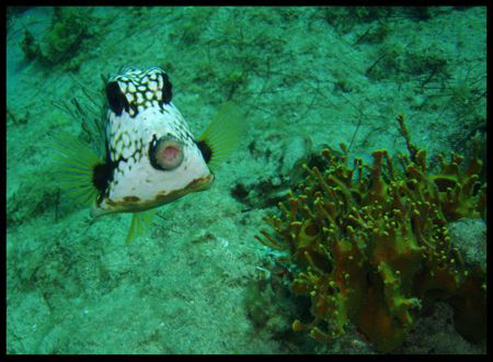 whistling fish....lol by Durand Gerald 