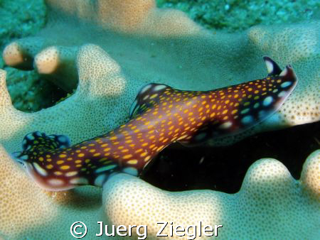 Flatworm in action... by Juerg Ziegler 