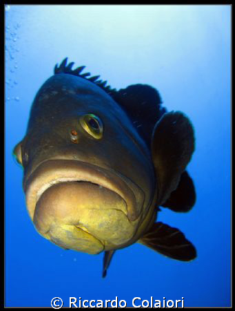 The Curious Grouper - Illes Medes - August 2008 - Canon D... by Riccardo Colaiori 