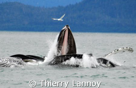 Bubblenet feeding in South East Alaska - Humpback whales by Thierry Lannoy 