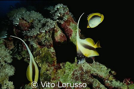 Fishs - Heniochus intermedius by Vito Lorusso 