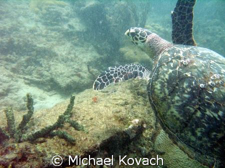 Turtle on inside reef at Lauderdale by the Sea by Michael Kovach 