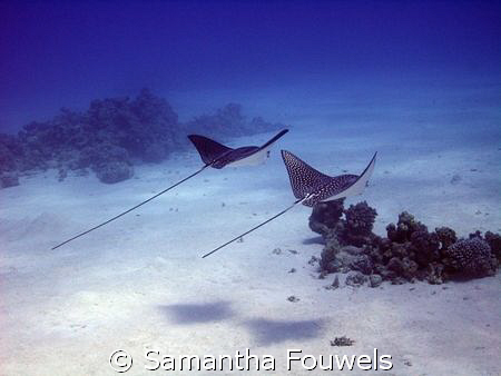 Couple of Eagle rays by Samantha Fouwels 