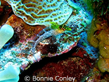 Diamond Blenny seen July 2008.  Photo taken with a Canon ... by Bonnie Conley 