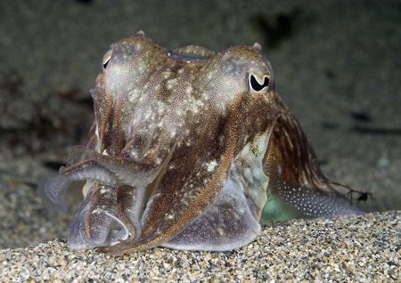 Cuttlefish. Lamorna cove. Cornwall. D200, 60mm. by Derek Haslam 