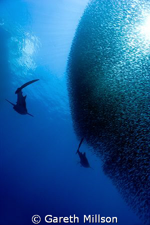 Two of four Whale Sharks cruising a Baitball.  Shot just ... by Gareth Millson 