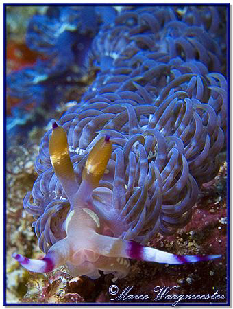 Nudibranch (Pteraeolidia ianthina) want to climb onto my ... by Marco Waagmeester 