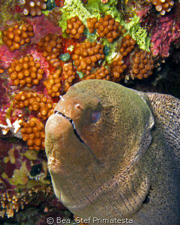 Giant Moray eel. (Gymnothorax javanicus) by Bea & Stef Primatesta 