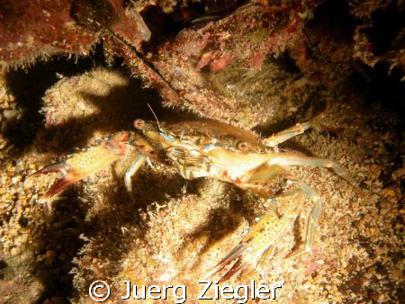 Crab during night dive by Juerg Ziegler 