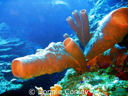 Stove-Pipe Sponges seen July 2008 in Grand Cayman.  Photo... by Bonnie Conley 