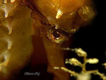 seahorse side view - Canon A640, double INON macro, Z240 by Ng Steven 