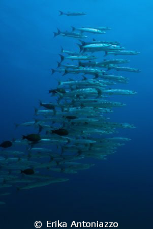 Barracudas at Kakaban island, Borneo, Indonesia by Erika Antoniazzo 