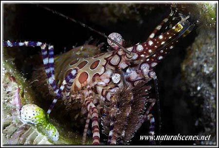 Not so easy to get a face shot of thoses marbled shrimps ... by Yves Antoniazzo 