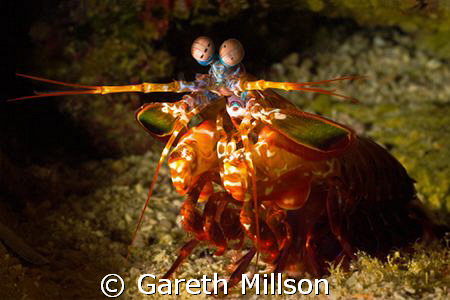 Get out of my cave!!  Mantis shrimp defends it's cave fro... by Gareth Millson 