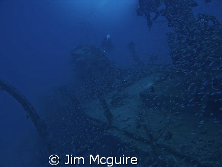 This sunken ship from WWII provides a safe haven for thou... by Jim Mcguire 