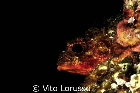 Fishs - Scorpaena Notata by Vito Lorusso 