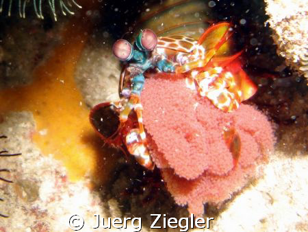 Mantis Hammer Shrimp with eggs!

Hopy you all like this... by Juerg Ziegler 