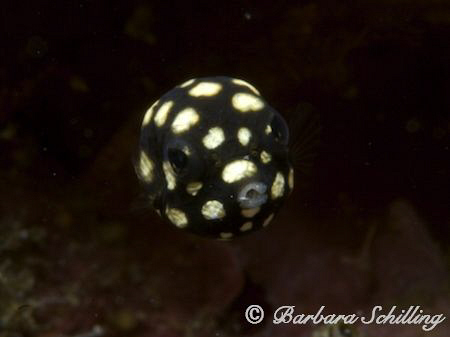 Baby Trunkfish, as big as my pinky nail :-) by Barbara Schilling 