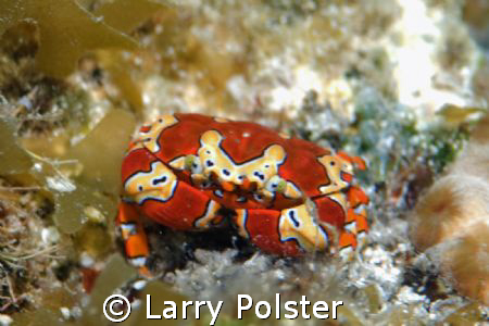 Gaudy Clown Crab, D300, 105mm, D-125 strobes by Larry Polster 