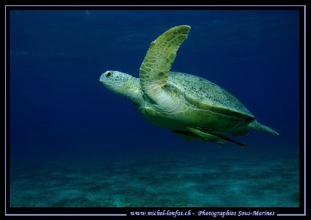 The take off of a green Turtel towards the surface.... :O) by Michel Lonfat 