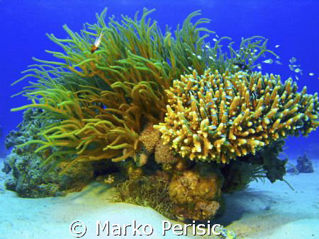 Red Sea reef seen  by Marko Perisic 