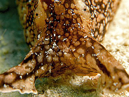 Sniffing Nudi - Canon A640. Z640 by Ng Steven 