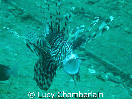 A Common Lionfish with it's mouth open.  Taken in July 20... by Lucy Chamberlain 