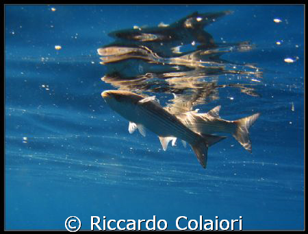 On the surface
Canon Digital Ixus 700 + Canon Housing WP... by Riccardo Colaiori 