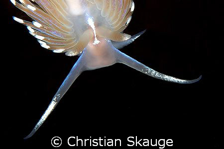 Close-up of a Facelina bostoniensis on a kelp frond. Niko... by Christian Skauge 