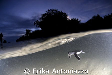 Baby turtle just released at sunset, carried away by a wa... by Erika Antoniazzo 