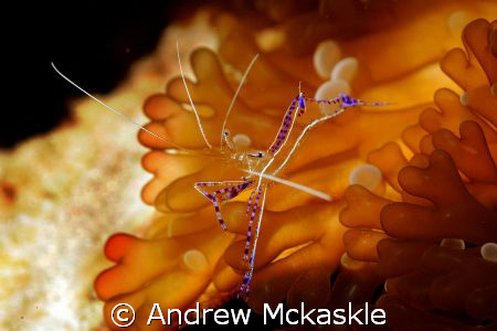 I took this with a Nikon D300 in a Sea & Sea Housing, 60m... by Andrew Mckaskle 